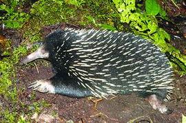 豪猪最新爆料3.0,揭秘娱乐圈惊天秘密